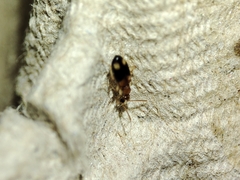 Stricticomus tobias