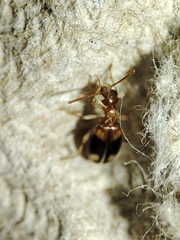 Stricticomus tobias