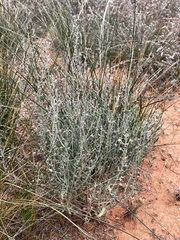 Teucrium racemosum
