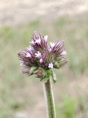 Verbena incompta