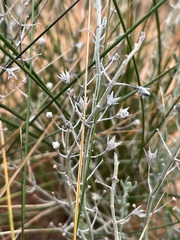 Teucrium racemosum