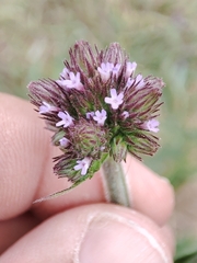 Verbena incompta