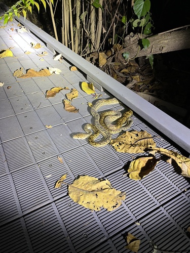 Australian Scrub Python sighting