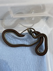 Thamnophis proximus rubrilineatus