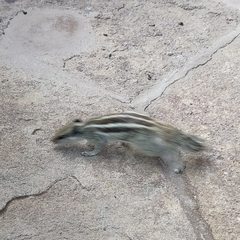 Funambulus pennantii