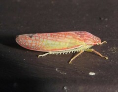 Gyponana
