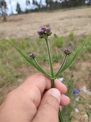 Verbena incompta