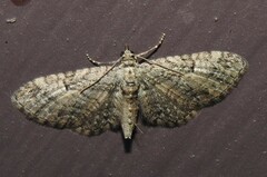 Eupithecia interruptofasciata