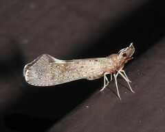 Apache degeeri