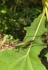 Orchelimum pulchellum
