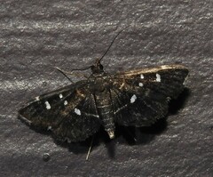 Diathrausta reconditalis