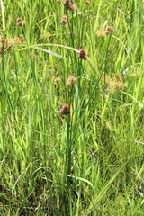 Juncus torreyi