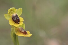 Ophrys lutea