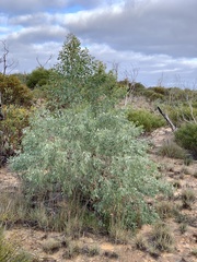 Codonocarpus cotinifolius