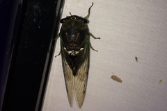 Neotibicen tibicen tibicen