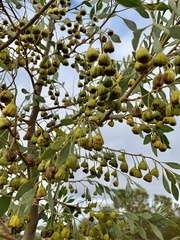 Codonocarpus cotinifolius