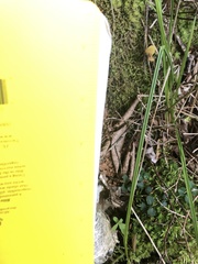 Thamnophis sirtalis pallidulus