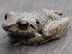 Pristimantis taeniatus