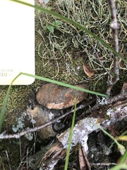 Thamnophis sirtalis pallidulus