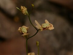Utricularia fulva