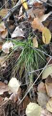 Carex pediformis