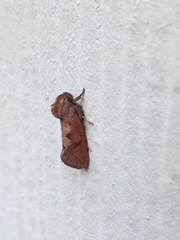 Acrolophus plumifrontella