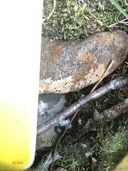 Thamnophis sirtalis pallidulus