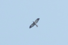 Accipiter soloensis