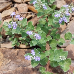 Vitex rotundifolia