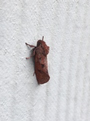 Acrolophus plumifrontella