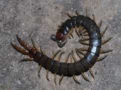 Cormocephalus