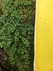 Gaultheria hispidula