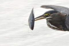 Siluriformes