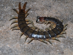 Cormocephalus