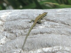 Podarcis muralis nigriventris