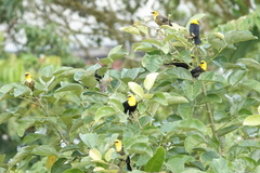 Chrysomus icterocephalus