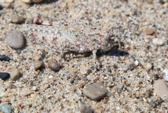 Trimerotropis maritima