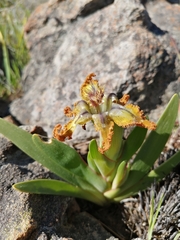 Ferraria variabilis