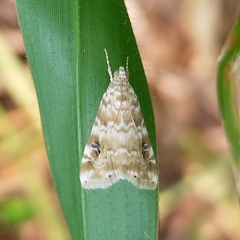 Glaphyriinae