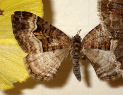 Xanthorhoe biriviata