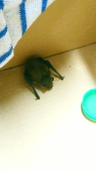 Pipistrellus