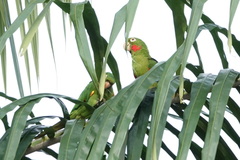 Psittacara leucophthalmus