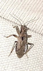 Himacerus mirmicoides