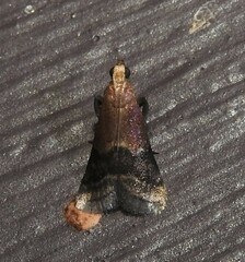 Eulogia ochrifrontella