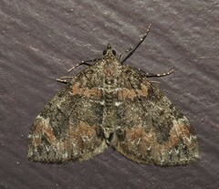 Dysstroma citrata