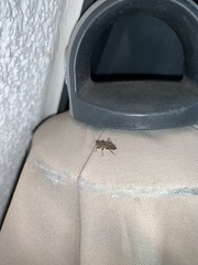 Himacerus mirmicoides