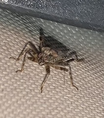 Himacerus mirmicoides