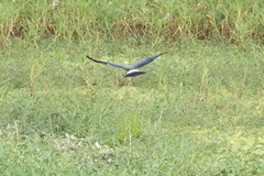 Rostrhamus sociabilis