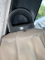 Himacerus mirmicoides