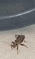 Himacerus mirmicoides